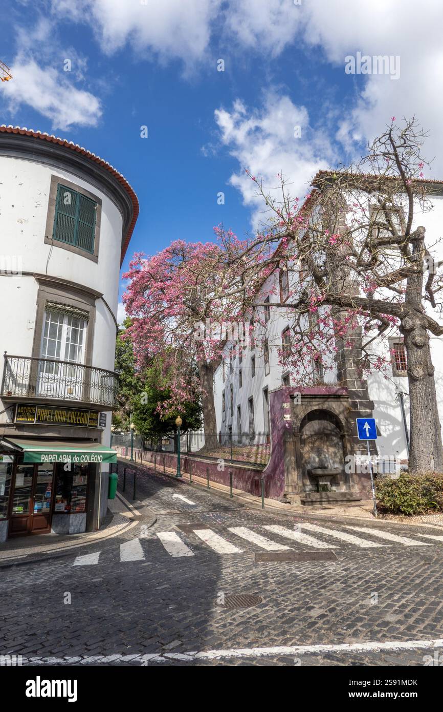 Arbre fleuri à Funchal Madère à côté de l'église São João Evangelista à Praca do Municipo Banque D'Images