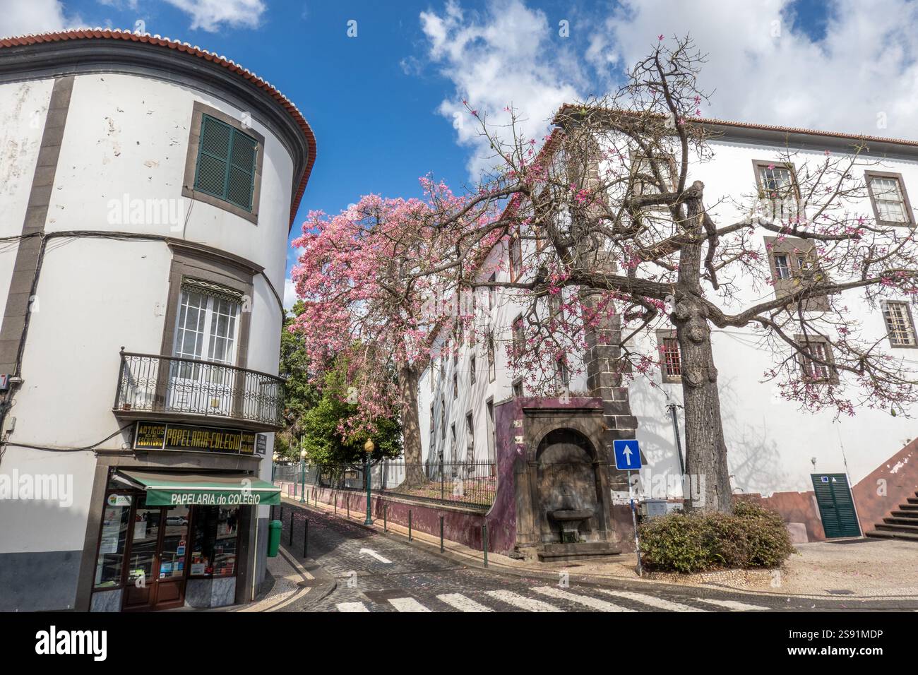 Arbre fleuri à Funchal Madère à côté de l'église São João Evangelista à Praca do Municipo Banque D'Images
