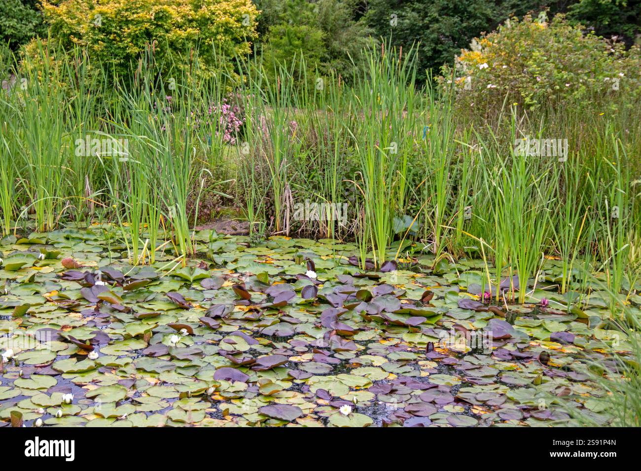 Les nénuphars fleurissent dans l'étang parmi leurs feuilles et l'iris des marais Banque D'Images