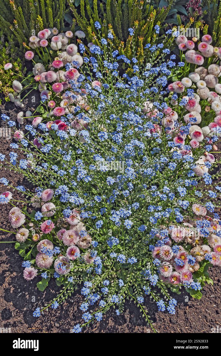 Marguerites (Bellis perennis) et Forget-me-Nots (Myosotis), Bavière, Allemagne, Europe Banque D'Images