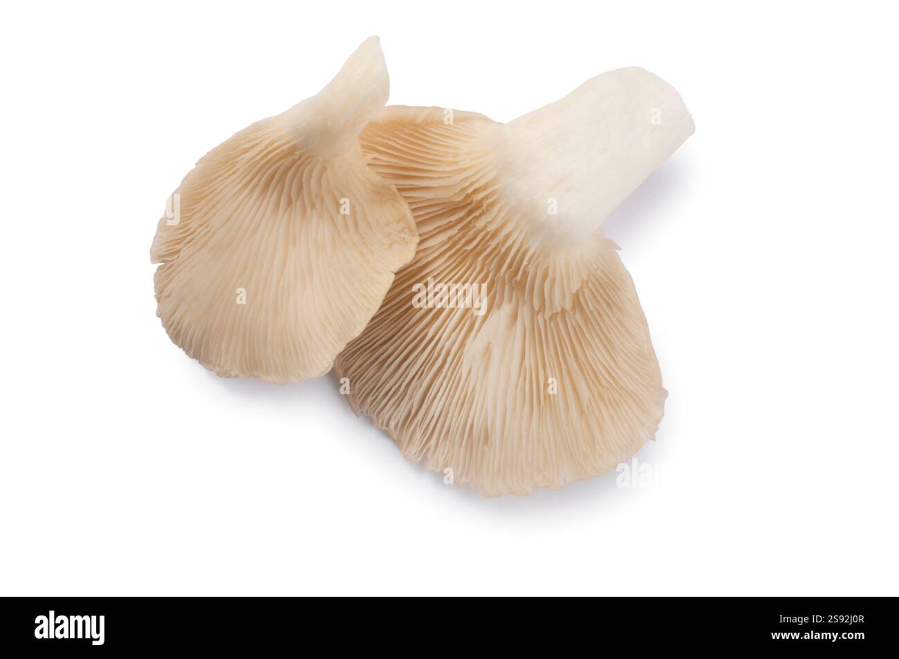 Photo studio d'un champignon d'huître découpé sur un blanc Banque D'Images