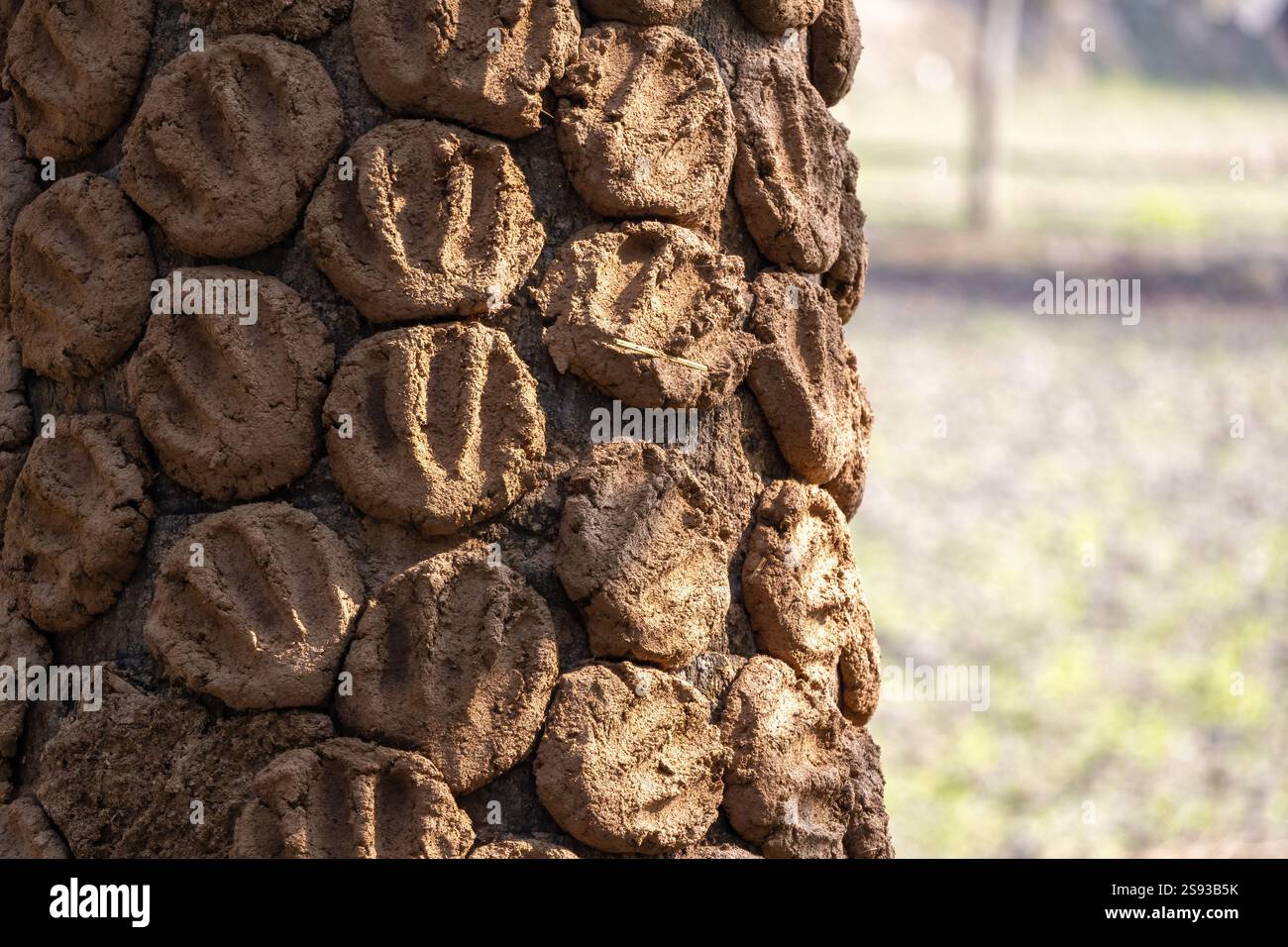 Gâteaux de bouse de vache faits à la main, connus sous le nom de lakri, séchant au soleil. Une source de combustible traditionnelle et écologique pour cuisiner dans les ménages ruraux bangladais. Banque D'Images