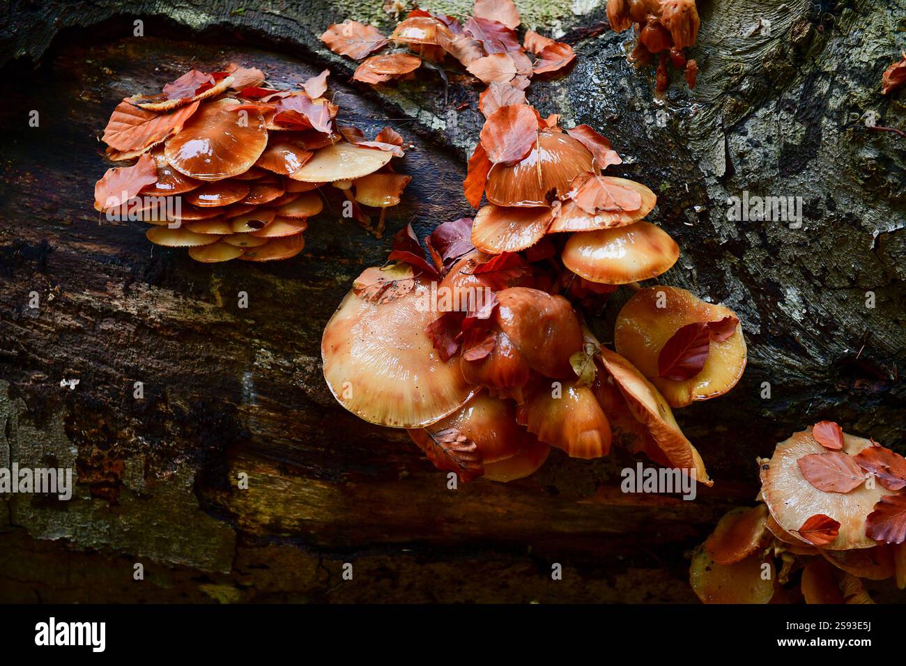 Gros plan de grappes brunes de champignons sur un arbre tombé. Banque D'Images