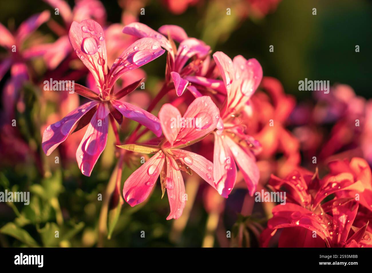fleur sur mon balcon Banque D'Images