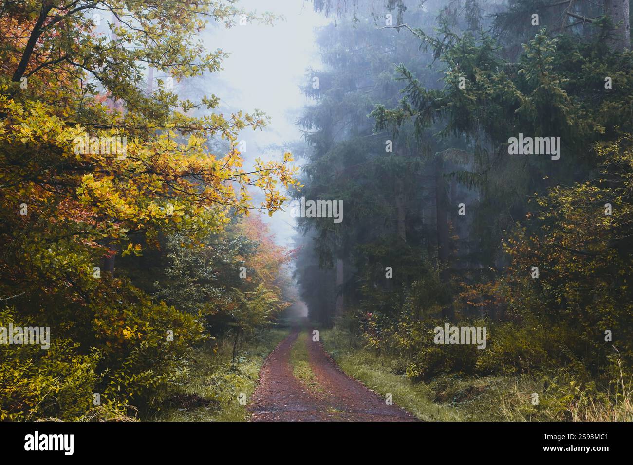 Marcher dans les forêts allemandes Banque D'Images