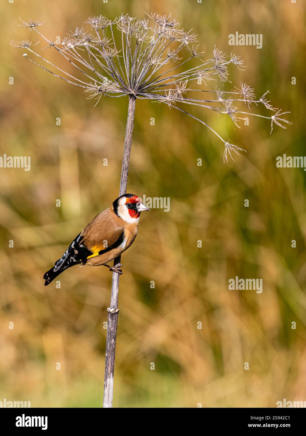 Goldfinch en hiver dans le centre du pays de Galles Banque D'Images