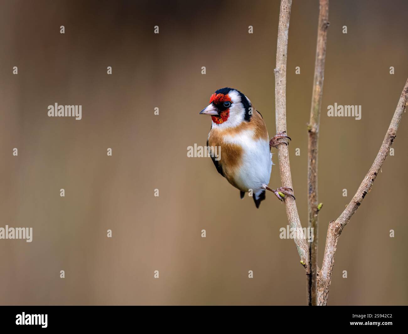 Goldfinch en hiver dans le centre du pays de Galles Banque D'Images