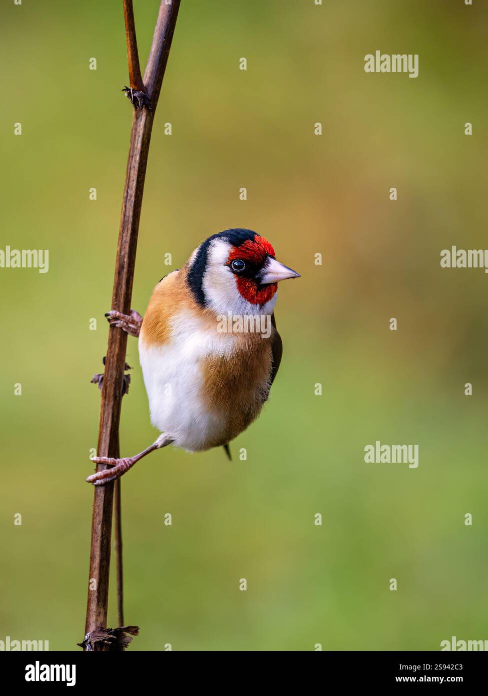Goldfinch en hiver dans le centre du pays de Galles Banque D'Images