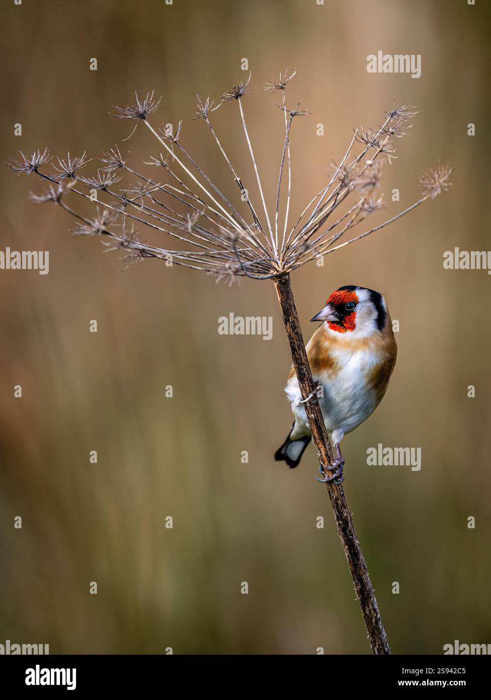 Goldfinch en hiver dans le centre du pays de Galles Banque D'Images