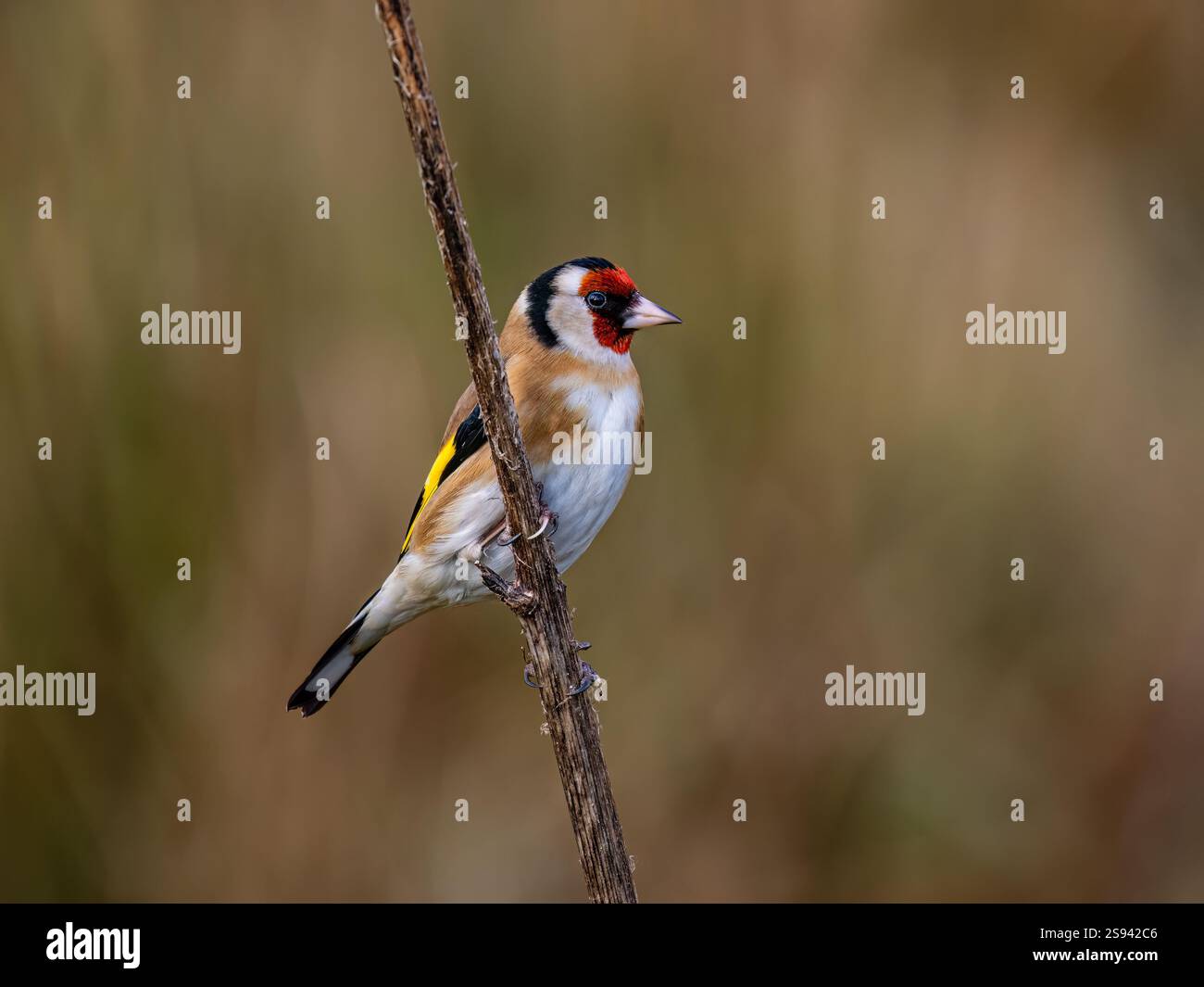 Goldfinch en hiver dans le centre du pays de Galles Banque D'Images