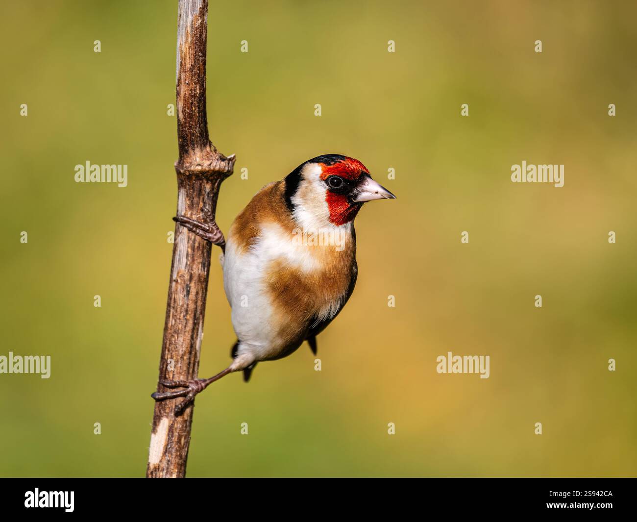 Goldfinch en hiver dans le centre du pays de Galles Banque D'Images