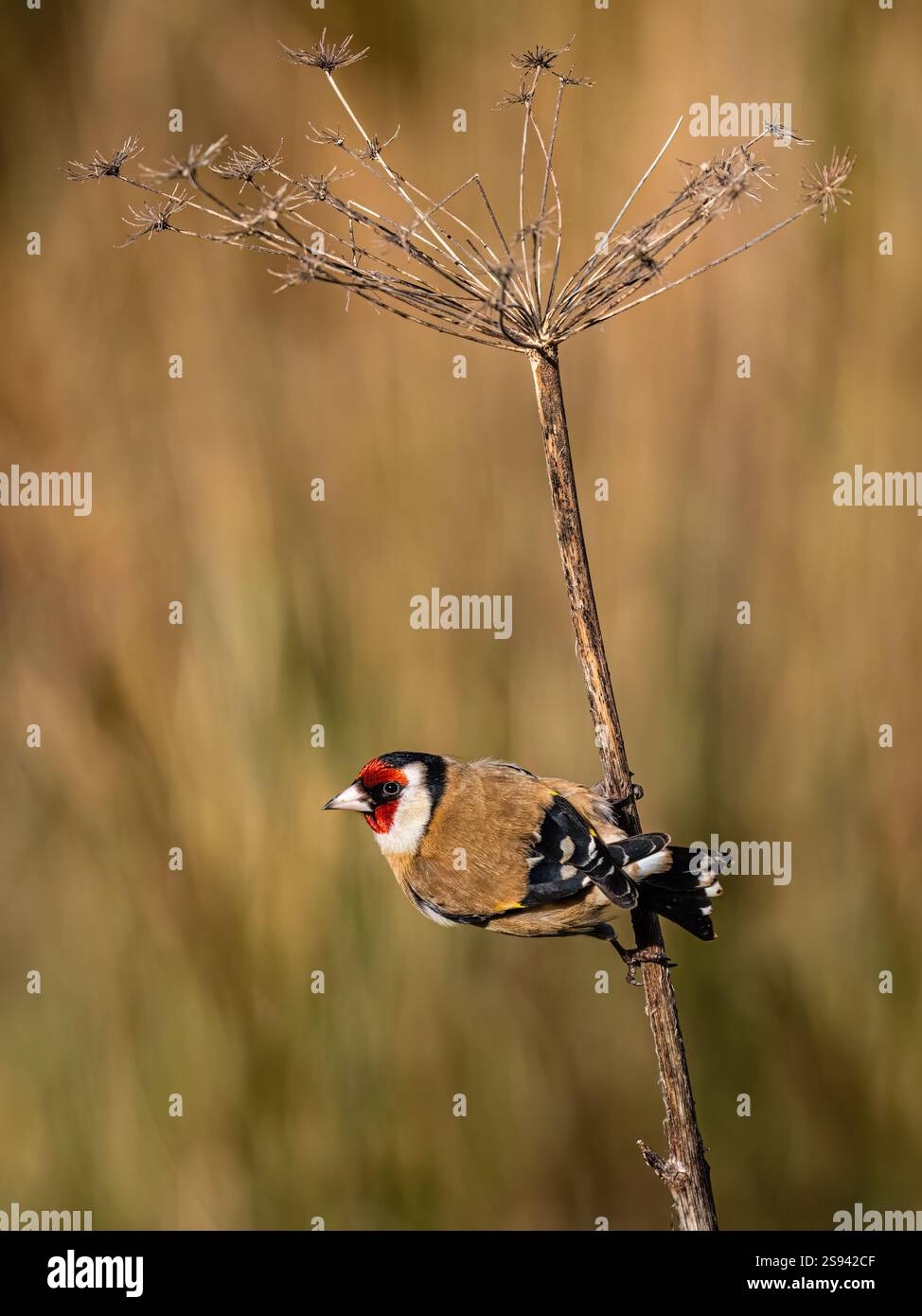 Goldfinch en hiver dans le centre du pays de Galles Banque D'Images