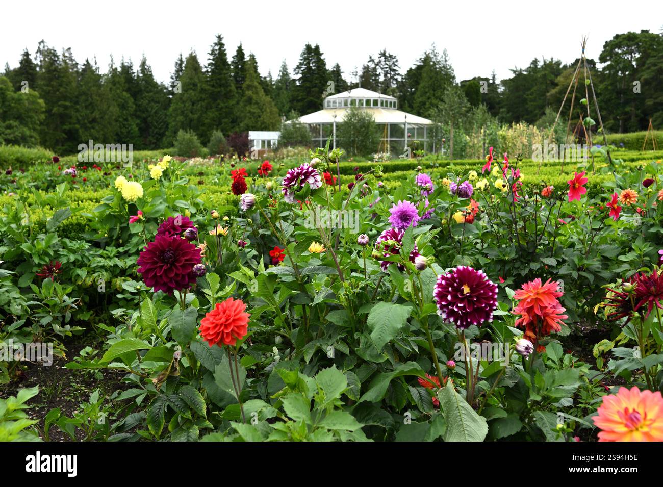 Dahlias d'été mélangés devant le pavillon de verre du jardin Mount Stuart Bute, Écosse août Banque D'Images