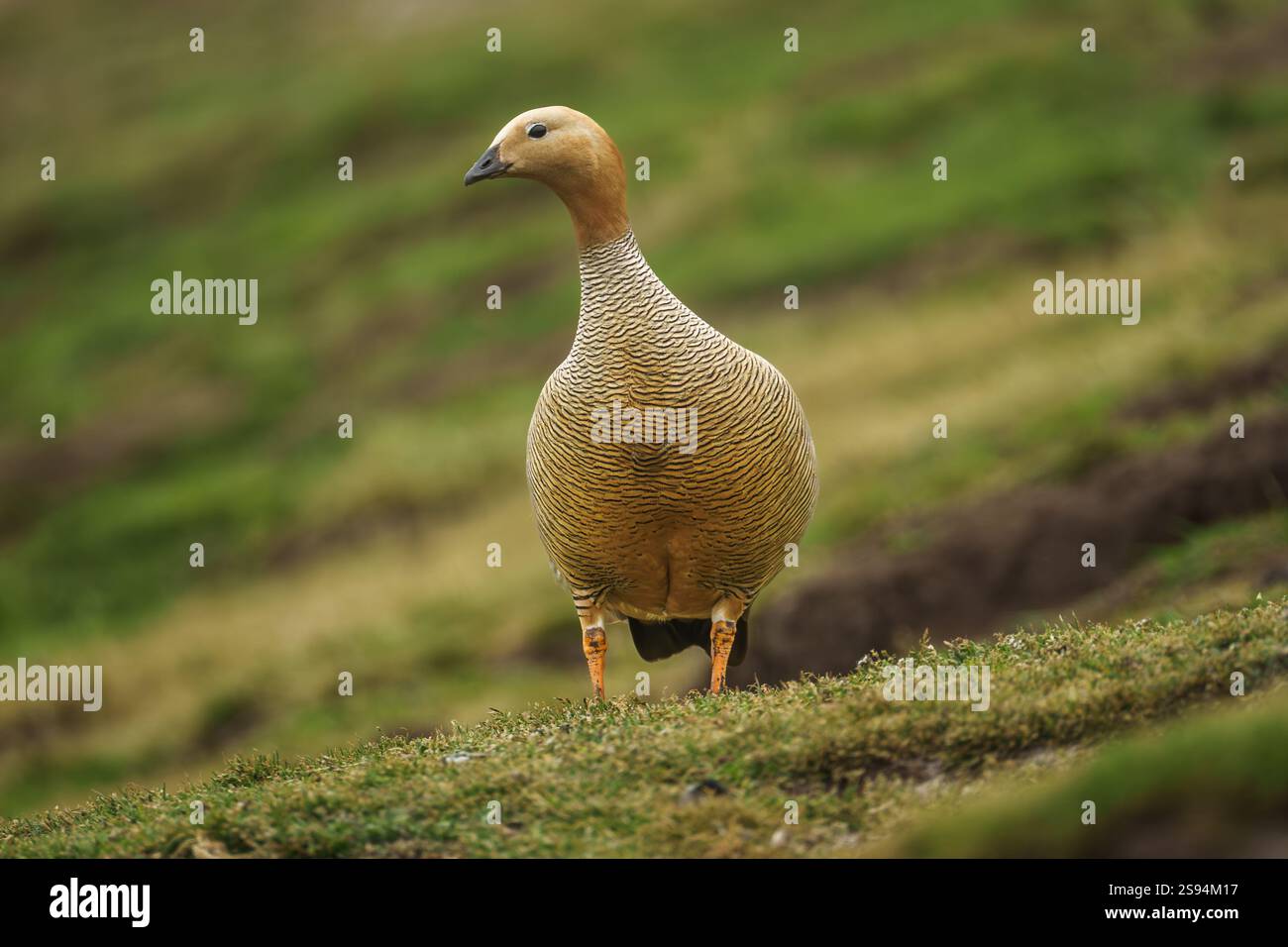 OIE à tête rousse (Chloephaga rubidiceps) aux îles Falkland Banque D'Images