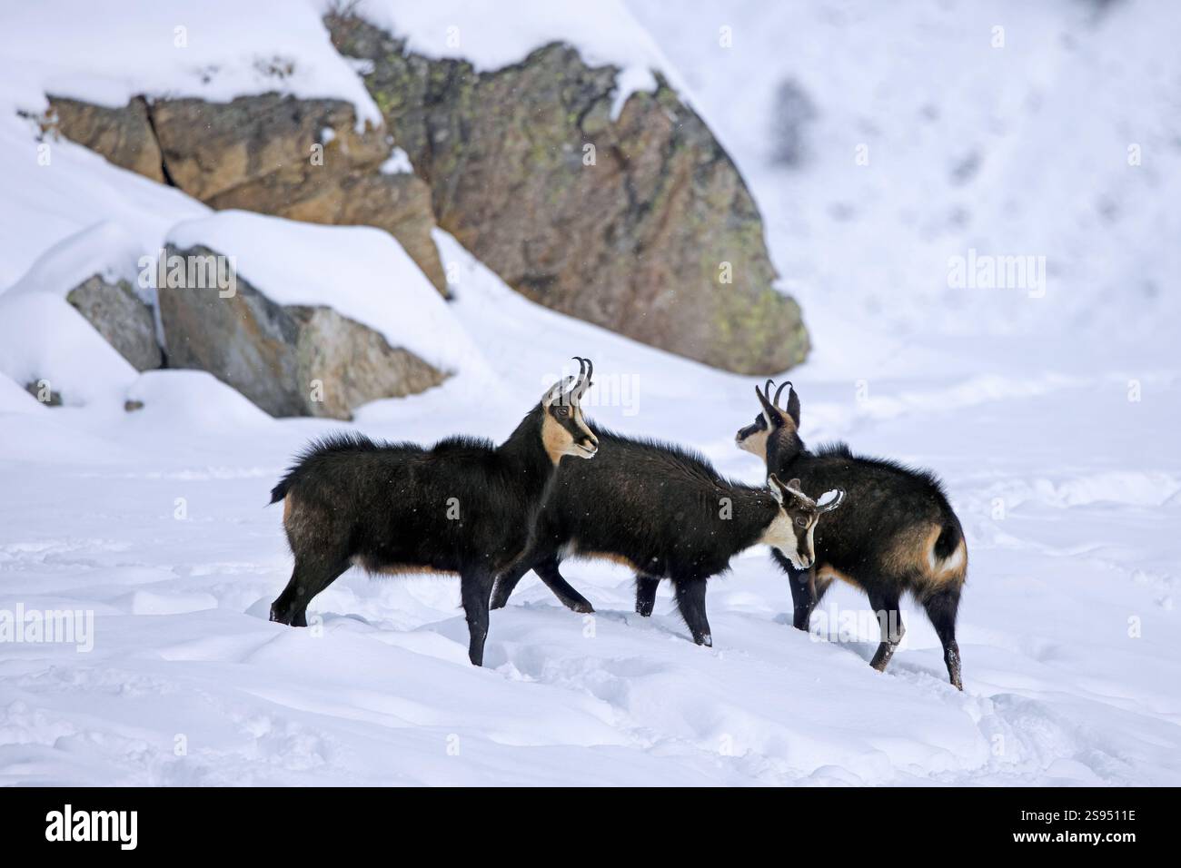 Trois chamois alpins (Rupicapra rupicapra) mâles / Bucks sur la pente de montagne couverte de neige pendant l'ornière en hiver dans les Alpes européennes Banque D'Images