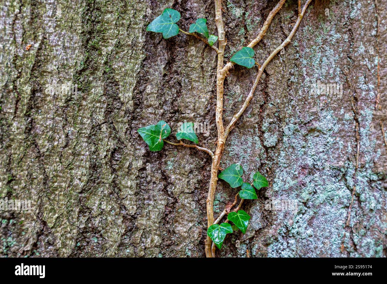 Lierre commune / lierre européen (Hedera Helix), vigne persistante accrochée et rampante le tronc d'arbre Banque D'Images