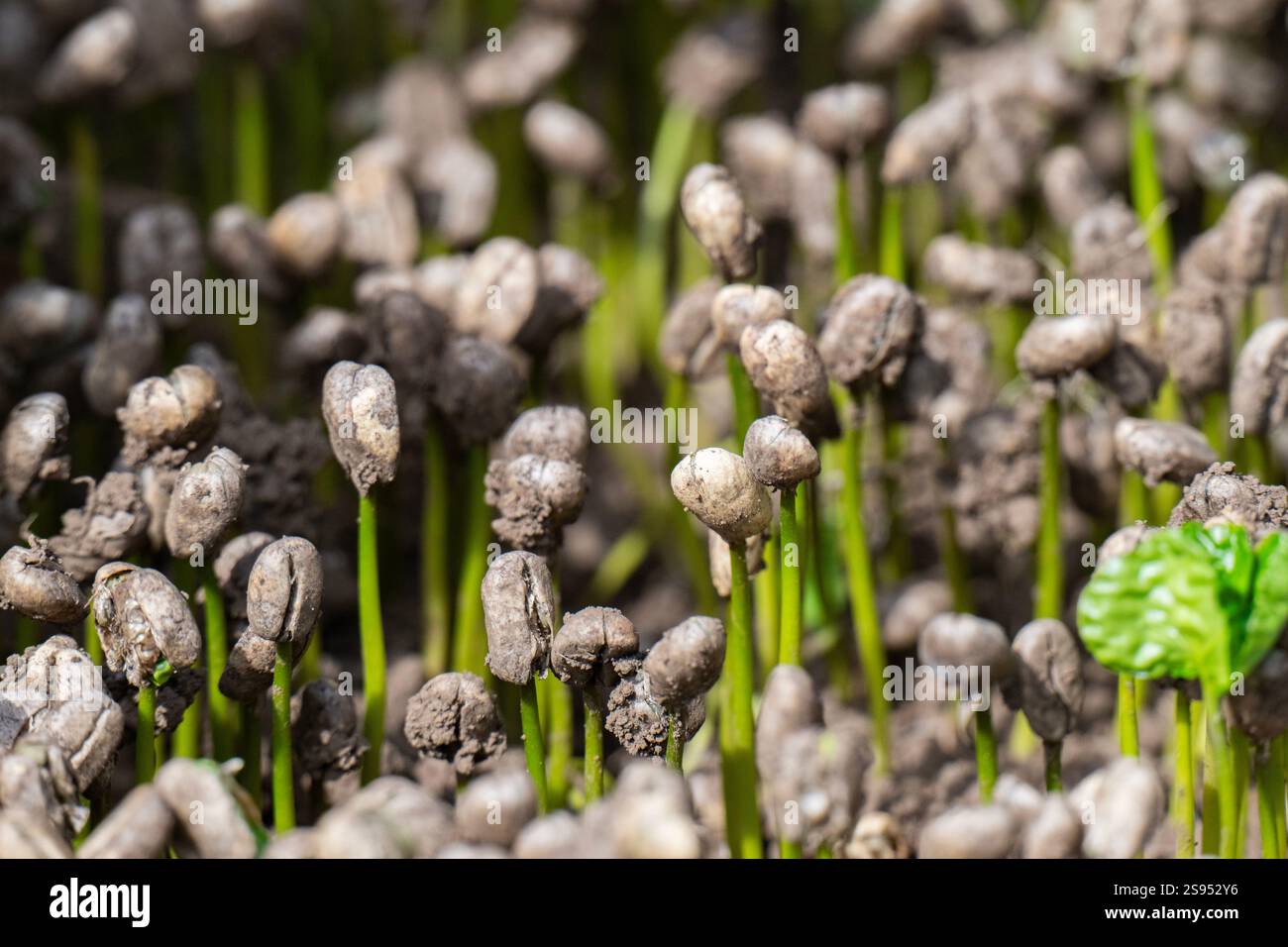 Costa Rica, plantation de café Hacienda Doka. Jeunes plants de grains de café nouvellement germés. Banque D'Images