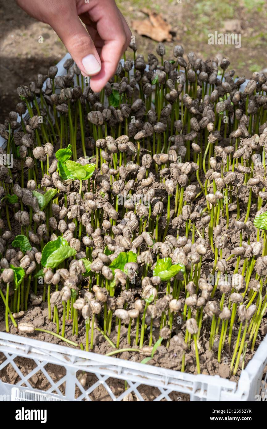 Costa Rica, plantation de café Hacienda Doka. Jeunes plants de grains de café nouvellement germés. Banque D'Images