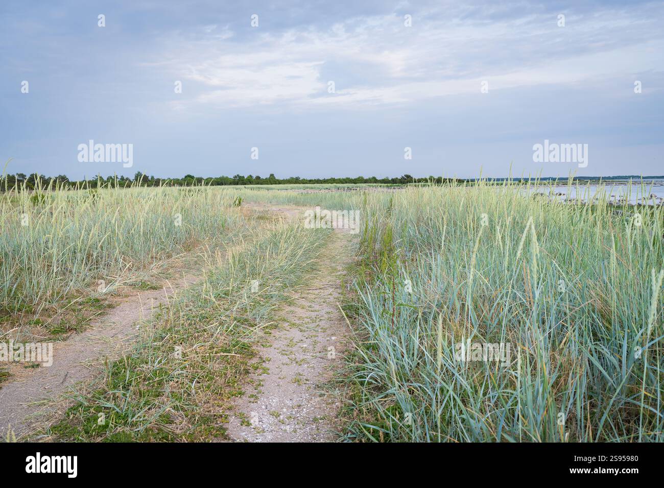 Sentier sablonneux le long d'une plage herbeuse. Leymus arenarius, raygrass de sable, herbe de mer lyme, ou tout simplement herbe de lyme. Banque D'Images