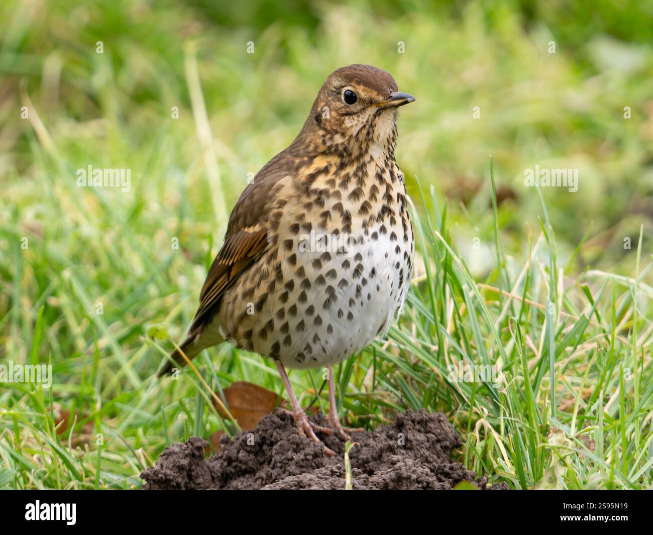 Thrush de chanson à la recherche de vers UK [ Turdus Philomelos ] Banque D'Images