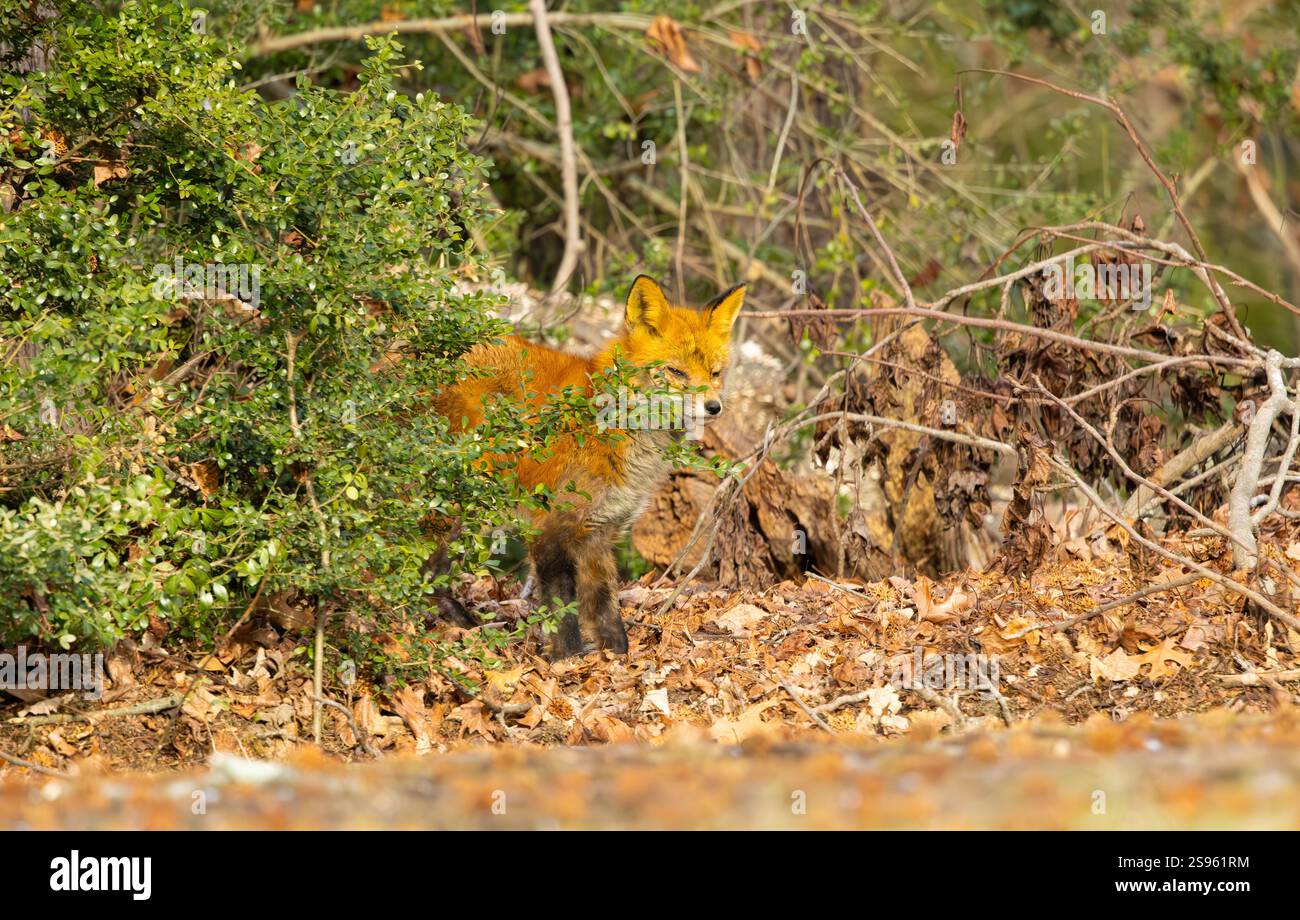 Renard roux dans la forêt du New Jersey. Banque D'Images
