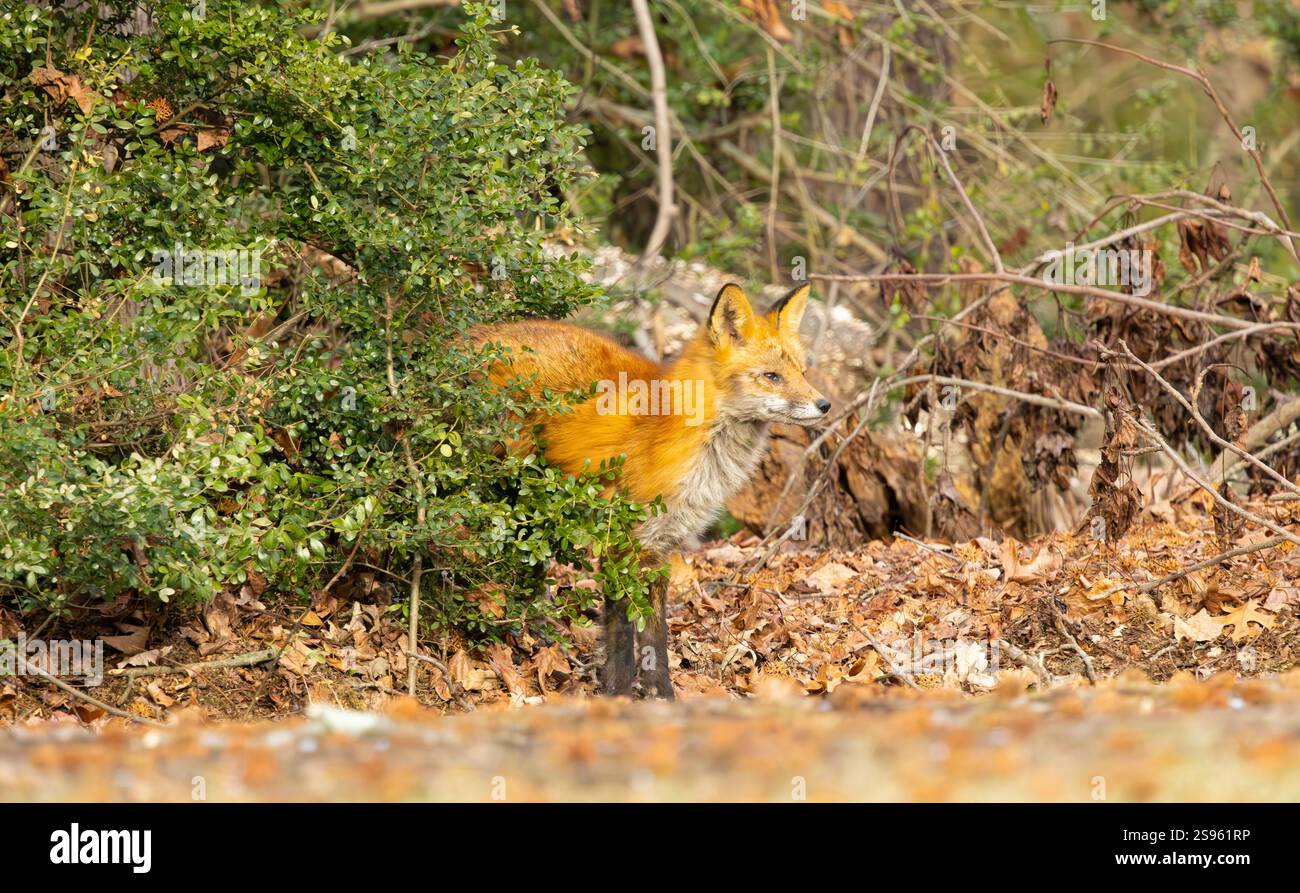 Renard roux dans la forêt du New Jersey. Banque D'Images