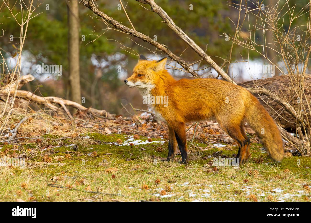 Renard roux dans la forêt du New Jersey. Banque D'Images