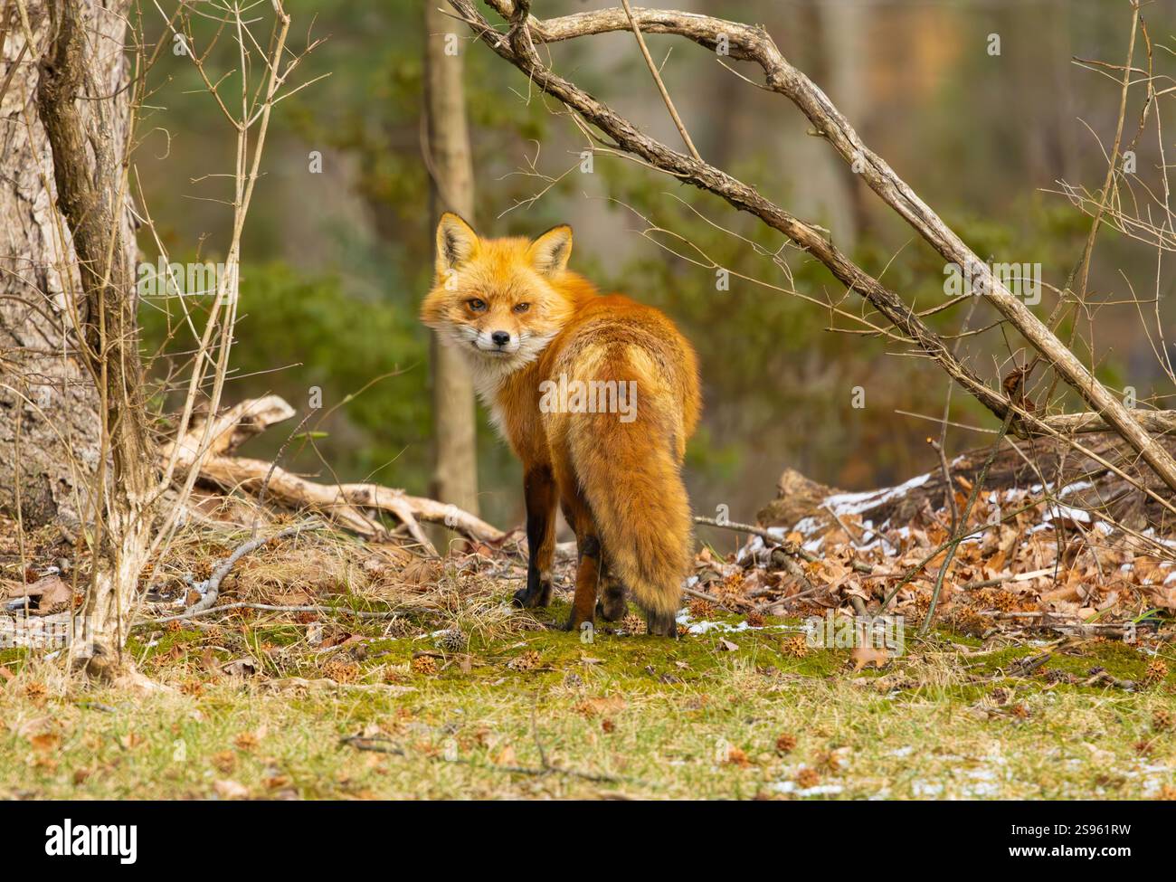 Renard roux dans la forêt du New Jersey. Banque D'Images