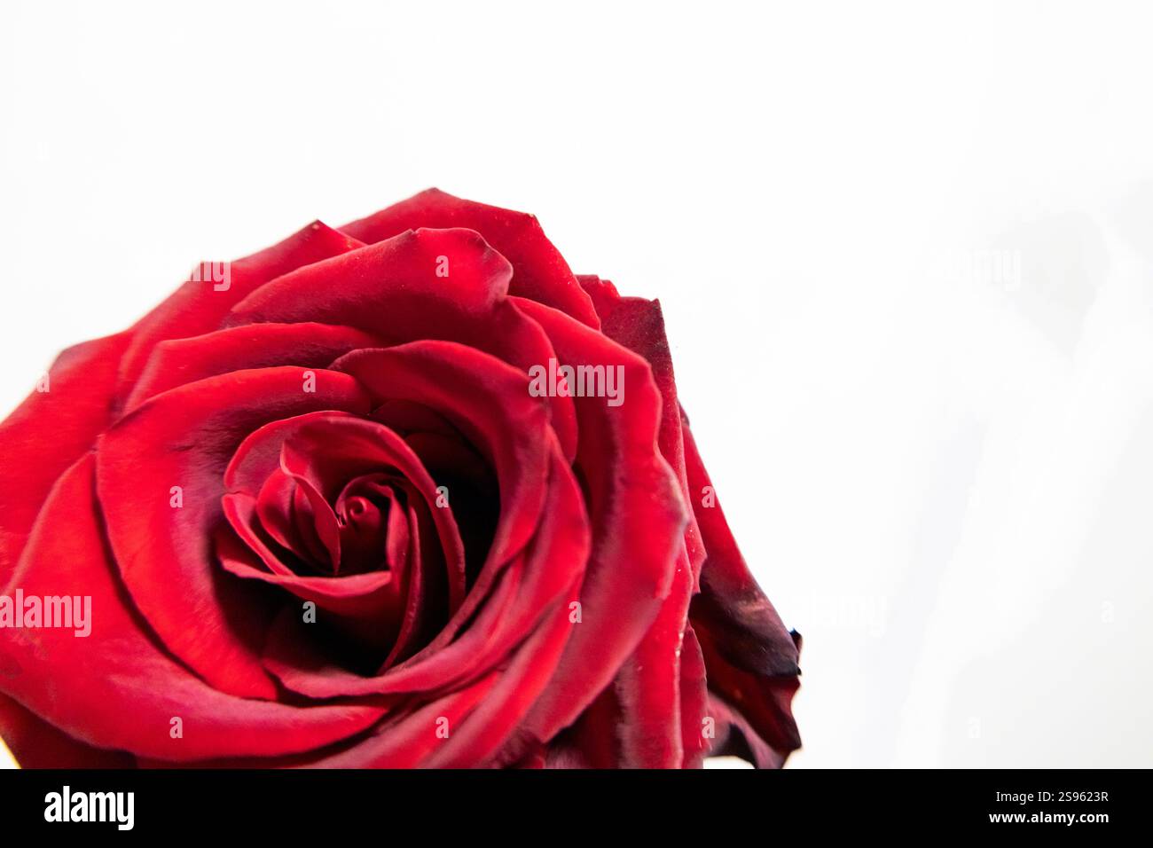 Belle rose rouge sur fond blanc. Banque D'Images