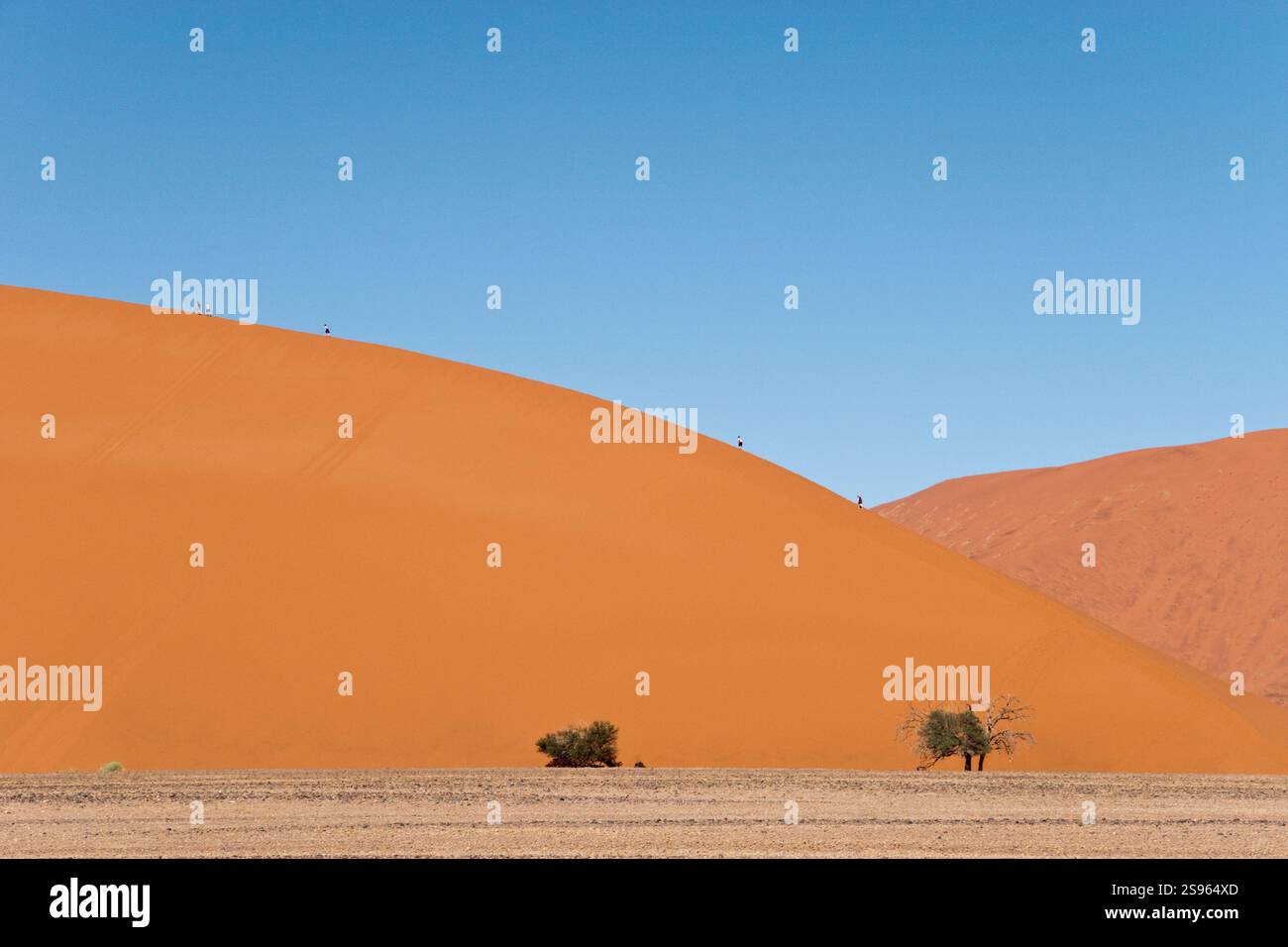 La Dune de sable rouge 45 est populaire pour l'escalade par les touristes à Sossusvlei, l'intérieur de la parc de Namib Naukluft en Namibie. Banque D'Images