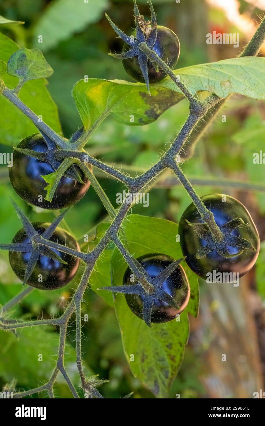 Issaquah, État de Washington, États-Unis. Minuit collation de tomates cerises sur la vigne. Banque D'Images