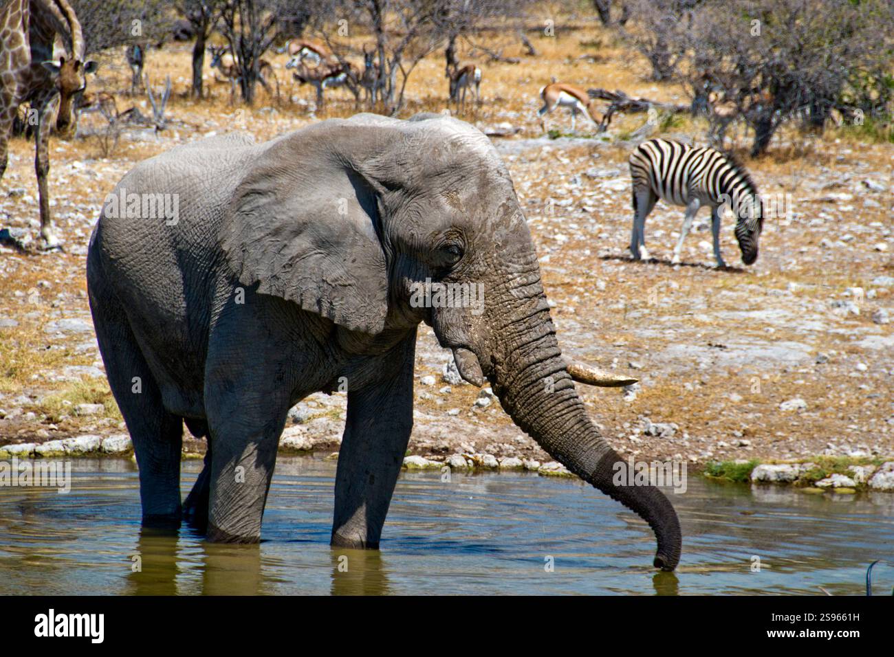 Un éléphant manger dans un étang, avec Zebra, dans le Parc National d'Etosha, Namibie. Banque D'Images