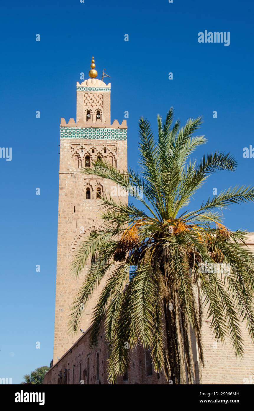 La mosquée de la Koutoubia avec palmier en premier plan. Marrakech, Marrkesh, Maroc. Banque D'Images