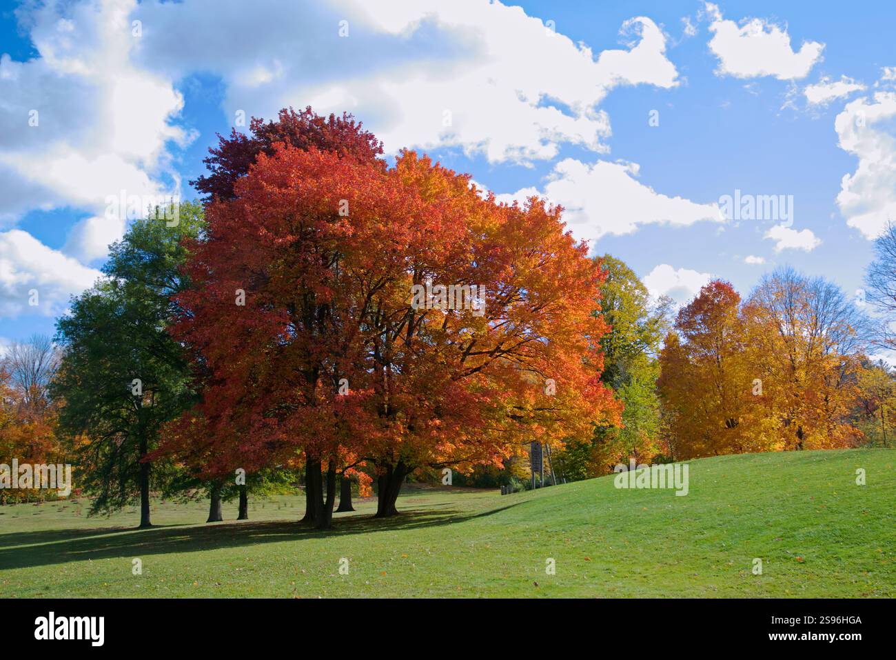 Érable dans le parc avec la couleur des feuilles d'automne Banque D'Images