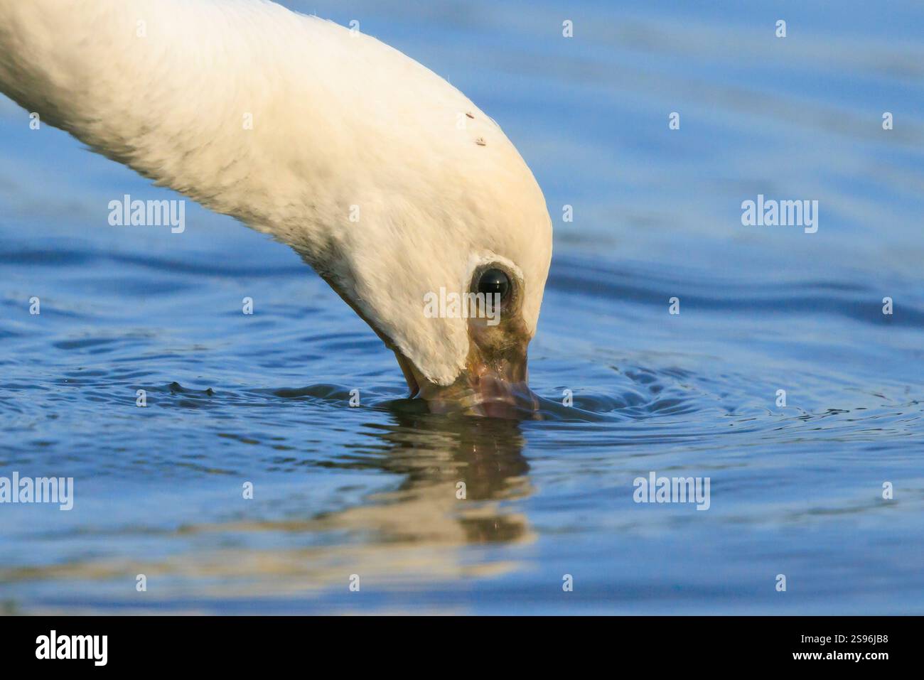 Gros plan d'une cupule commune, Platalea leucorodia, fourrager dans l'eau Banque D'Images