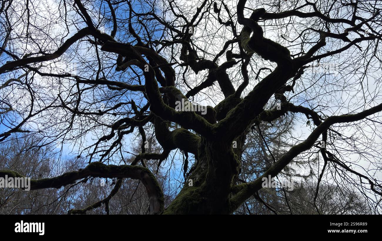 Ancien arbre tordu avec branches et tronc contorsionnés, vieille écorce altérée et aspect bizarre effrayant. Profondément dans les bois dans une vieille forêt boisée - Image de stock capturée avec un smartphone