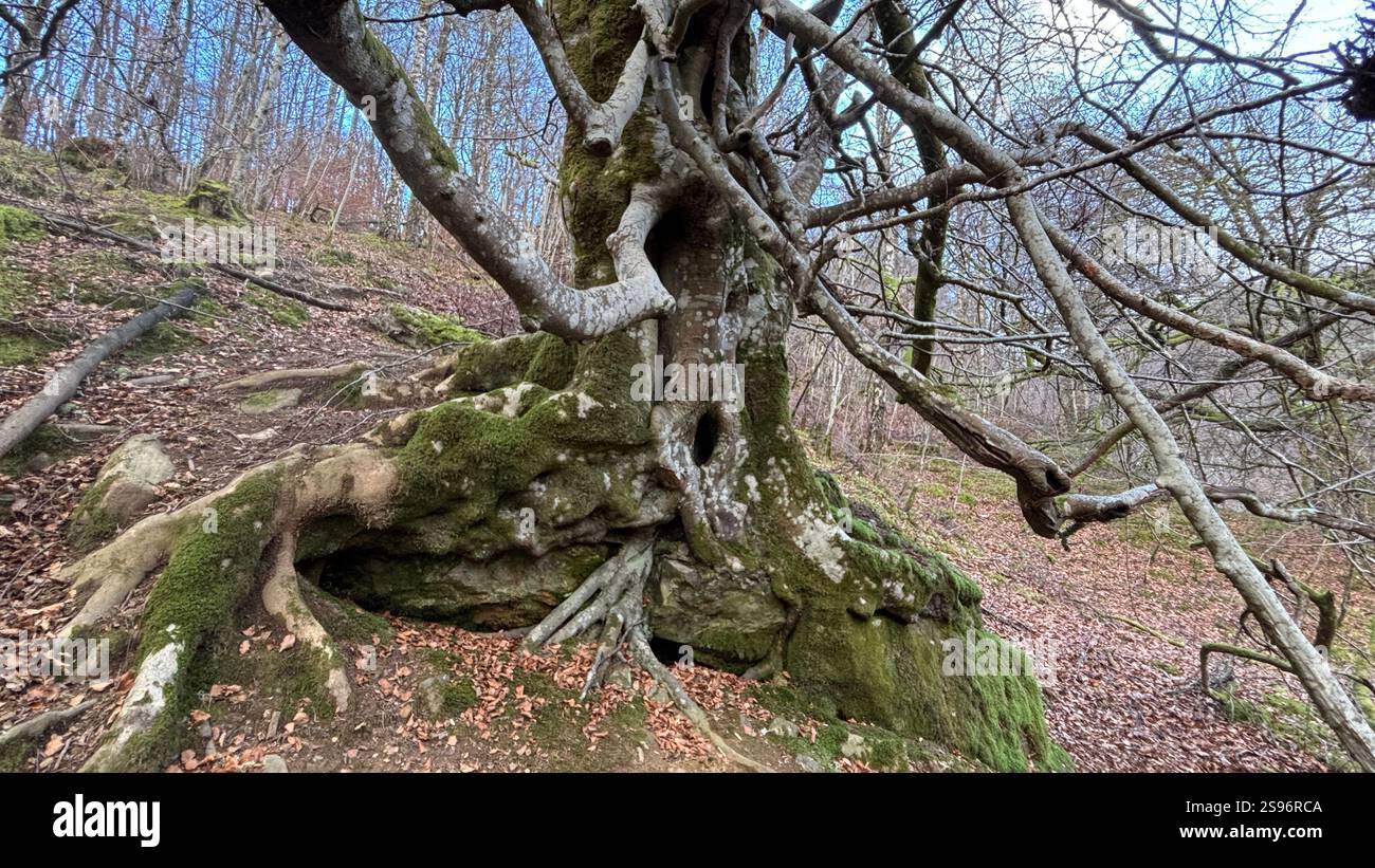 Ancien arbre tordu avec branches et tronc contorsionnés, vieille écorce altérée et aspect bizarre effrayant. Profondément dans les bois dans une vieille forêt boisée - Image de stock capturée avec un smartphone