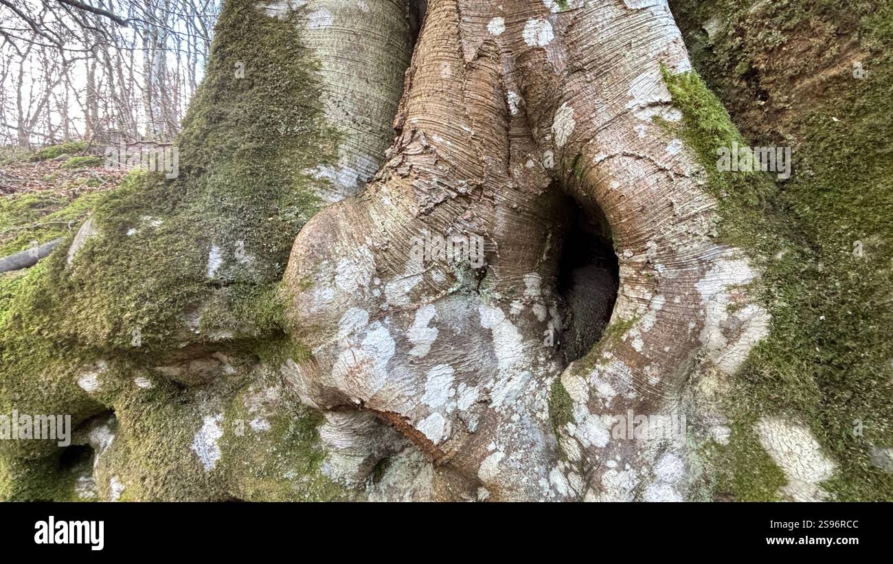 Ancien arbre tordu avec branches et tronc contorsionnés, vieille écorce altérée et aspect bizarre effrayant. Profondément dans les bois dans une vieille forêt boisée - Image de stock capturée avec un smartphone