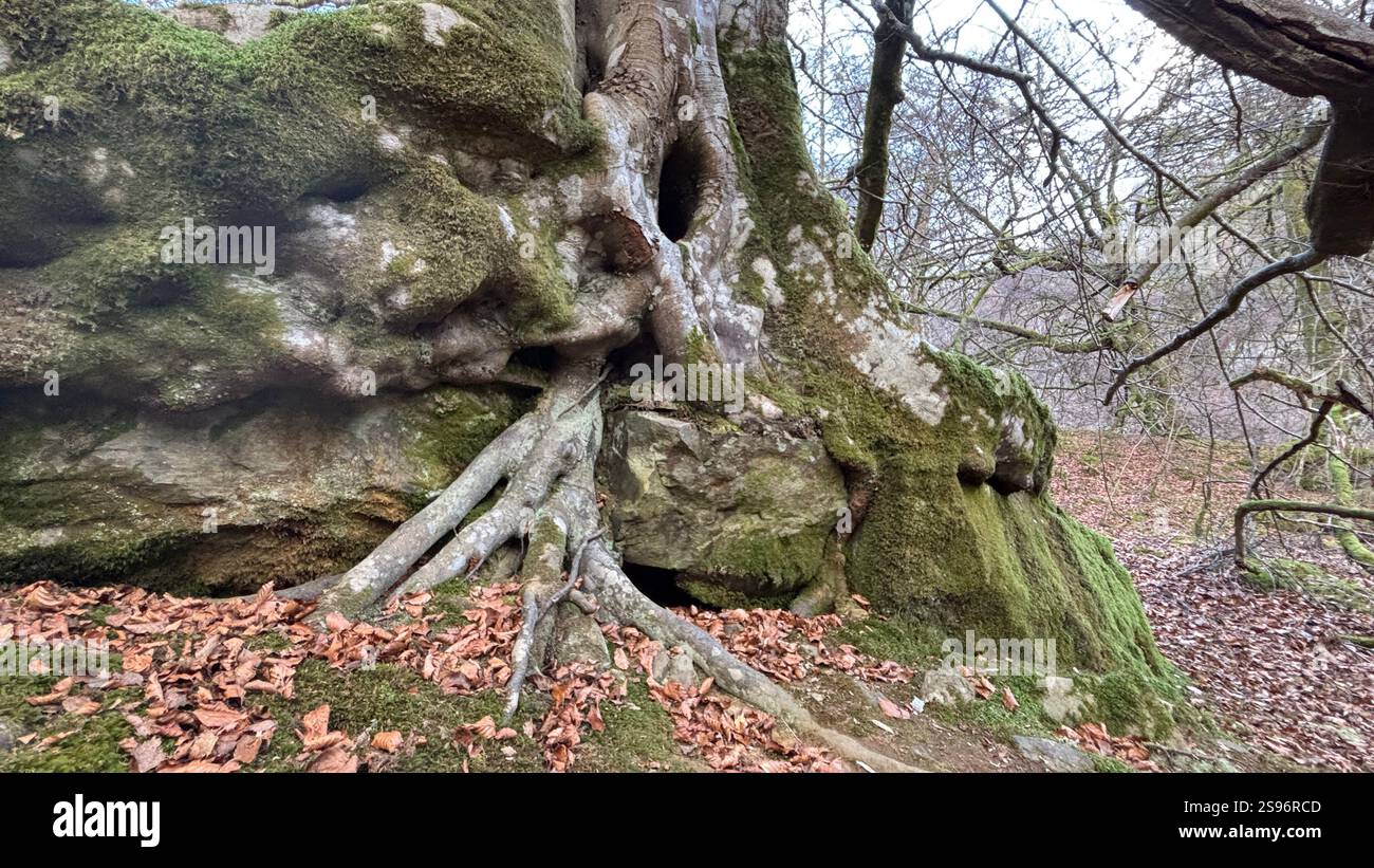 Ancien arbre tordu avec branches et tronc contorsionnés, vieille écorce altérée et aspect bizarre effrayant. Profondément dans les bois dans une vieille forêt boisée - Image de stock capturée avec un smartphone