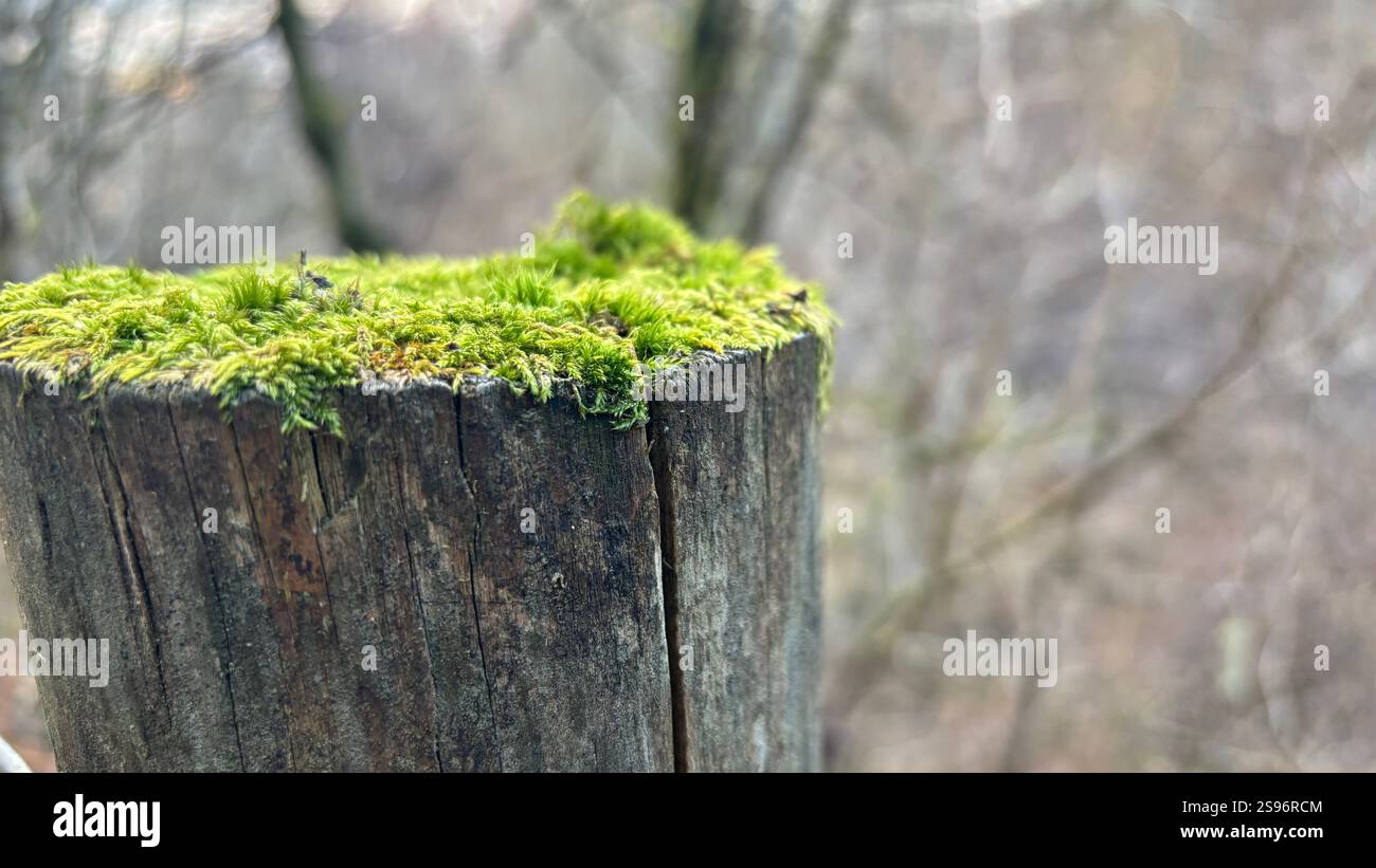 Belle mousse naturelle poussant sur le dessus d'un vieux poteau de clôture dans la forrest. Macro gros plan. Plantes et sous-bois. Nature - Image de stock capturée avec un smartphone