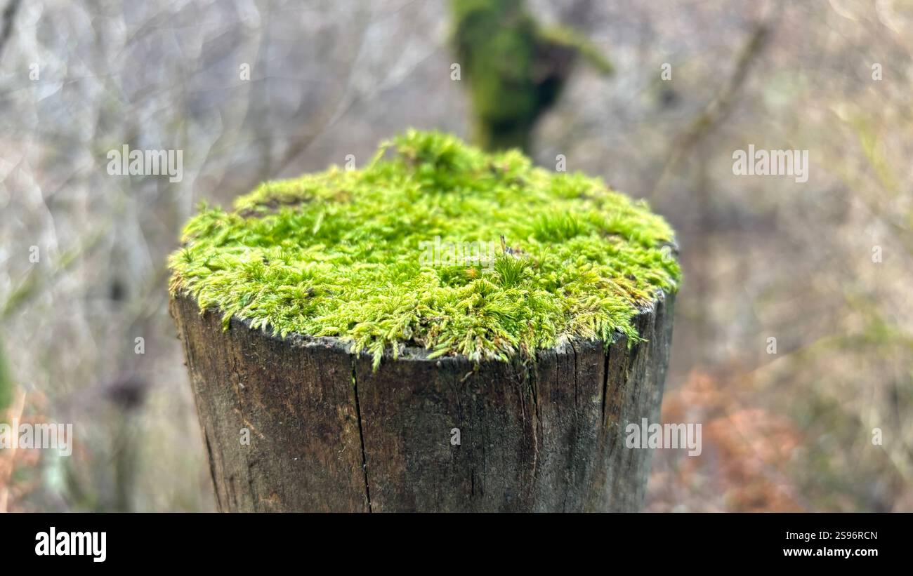 Belle mousse naturelle poussant sur le dessus d'un vieux poteau de clôture dans la forrest. Macro gros plan. Plantes et sous-bois. Nature - Image de stock capturée avec un smartphone