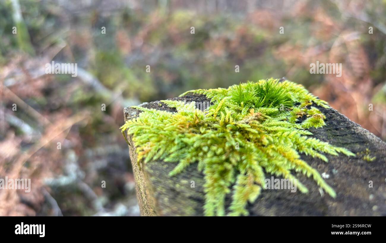 Belle mousse naturelle poussant sur le dessus d'un vieux poteau de clôture dans la forrest. Macro gros plan. Plantes et sous-bois. Nature - Image de stock capturée avec un smartphone