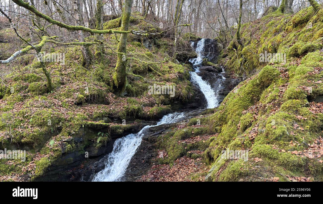 Les Birks of Aberfeldy célèbre promenade le long de la Moness Burn avec des cascades et des arbres anciens. Où Robert Burns a écrit sa chanson d'amour écossaise. magnifique - Image de stock capturée avec un smartphone