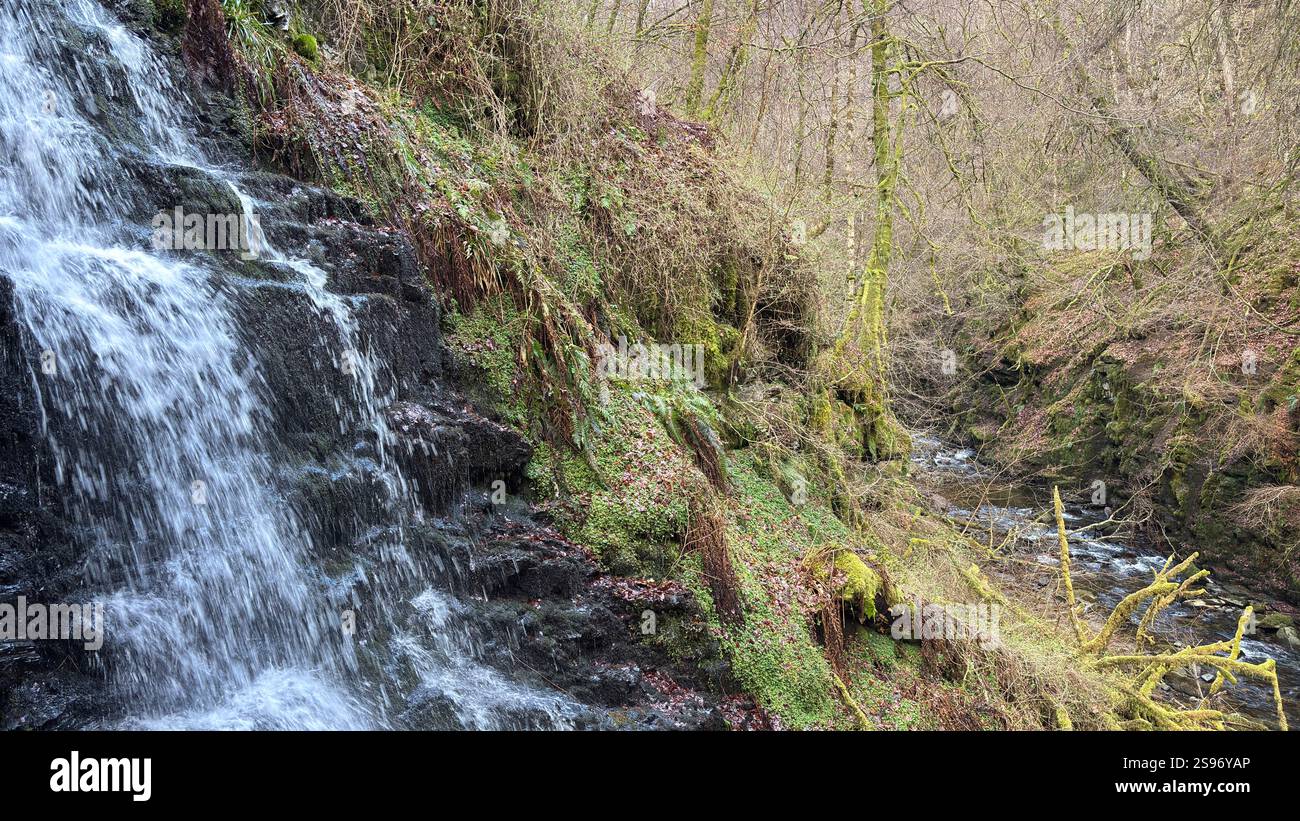 Les Birks of Aberfeldy célèbre promenade le long de la Moness Burn avec des cascades et des arbres anciens. Où Robert Burns a écrit sa chanson d'amour écossaise. magnifique - Image de stock capturée avec un smartphone