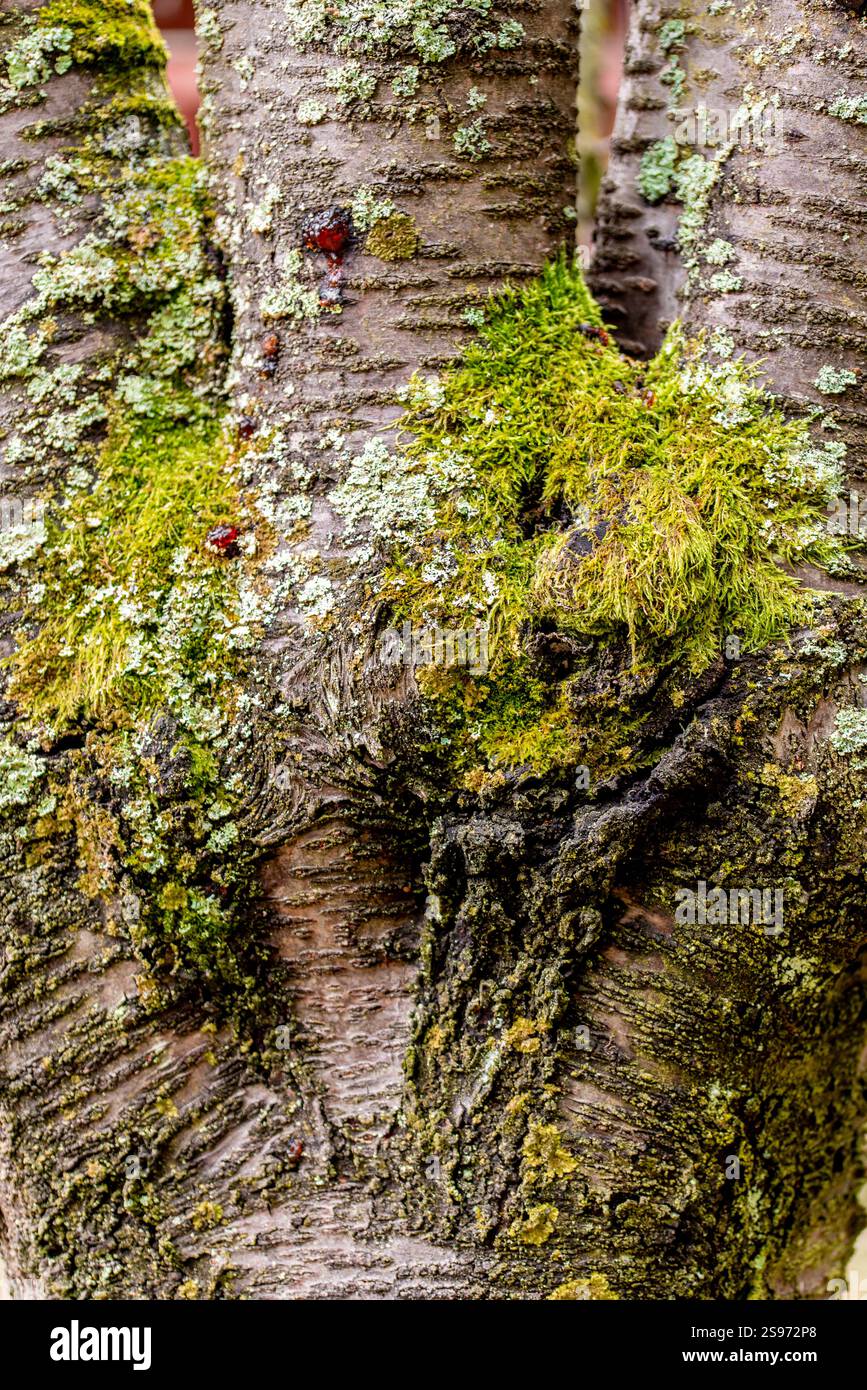 arrière-plan. motif. mousse verte et grise sur l'écorce du tronc d'un vieil arbre fruitier Banque D'Images