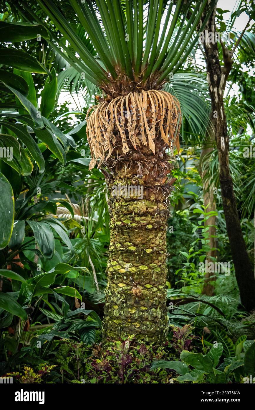 Un grand palmier avec un tronc brun et des feuilles vertes. L'arbre est entouré d'autres plantes et arbres, créant une scène de jungle luxuriante et vibrante Banque D'Images