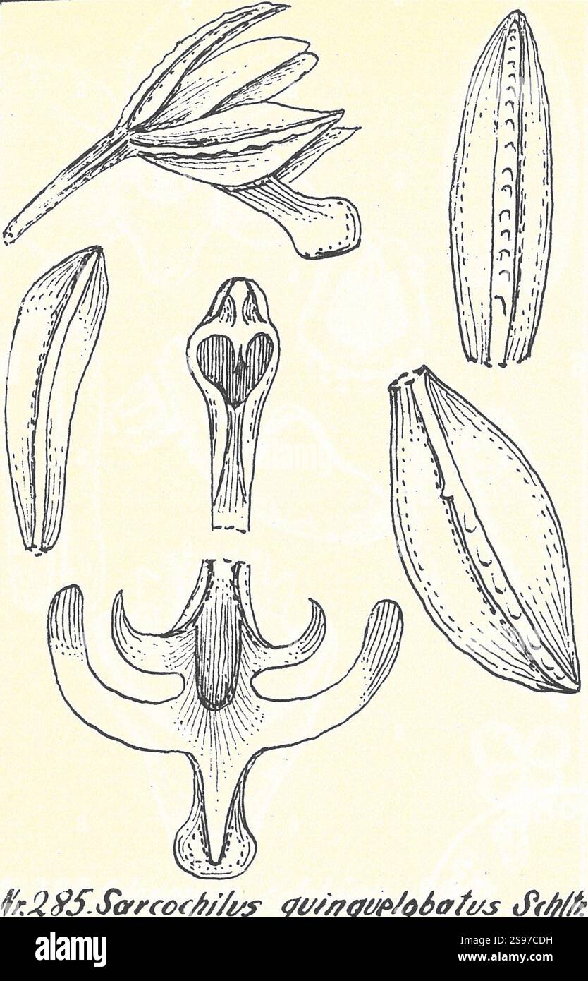 Grosourdya quinquelobata (Schltr.) Garay (Sarcochilus quinquelobatus Schltr.) - Bluetenanalysen neuer Orchideen, IV. Indische und malesische Orchideen - Tafel 72 Nr. 285. Banque D'Images