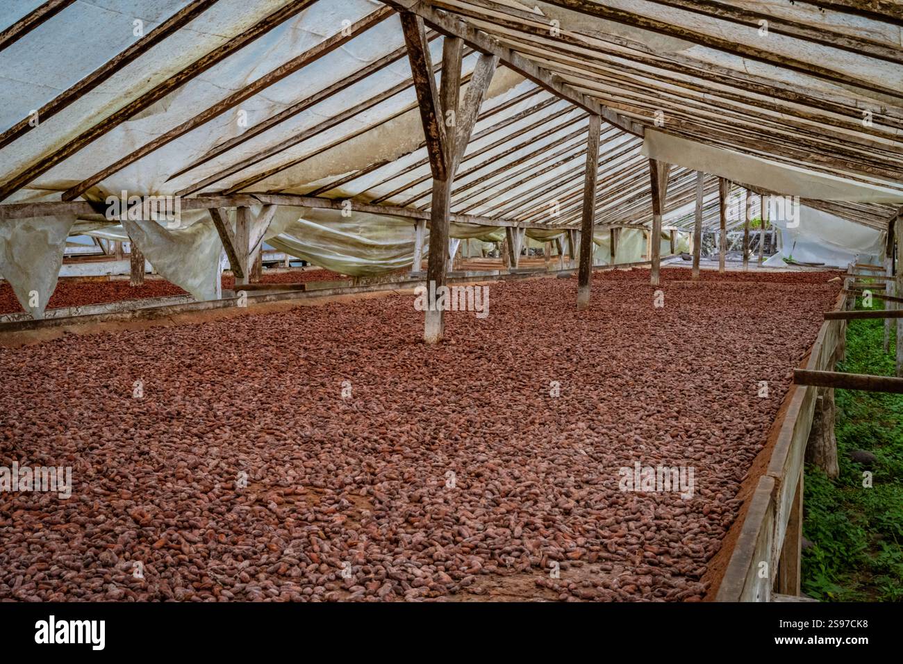 Séchage du cacao Banque D'Images