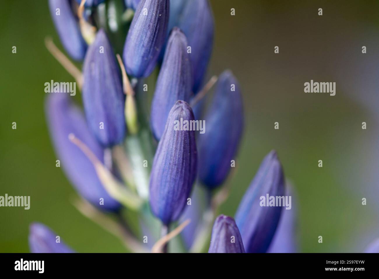 Gros plan de Purple Camas Lillies sur l'île de Vancouver. Banque D'Images