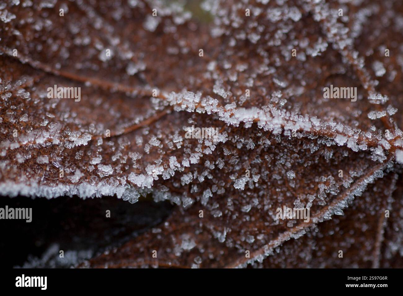 Gros plan d'une feuille avec du gel. Banque D'Images